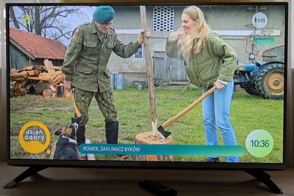 Romek Zaklinacz Byków z Warmii w programie "Dzień dobry TVN" rozrywka Lidzbark Warmiński, Wiadomości, zShowcase