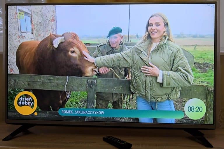 Romek Zaklinacz Byków z Warmii w programie „Dzień dobry TVN”