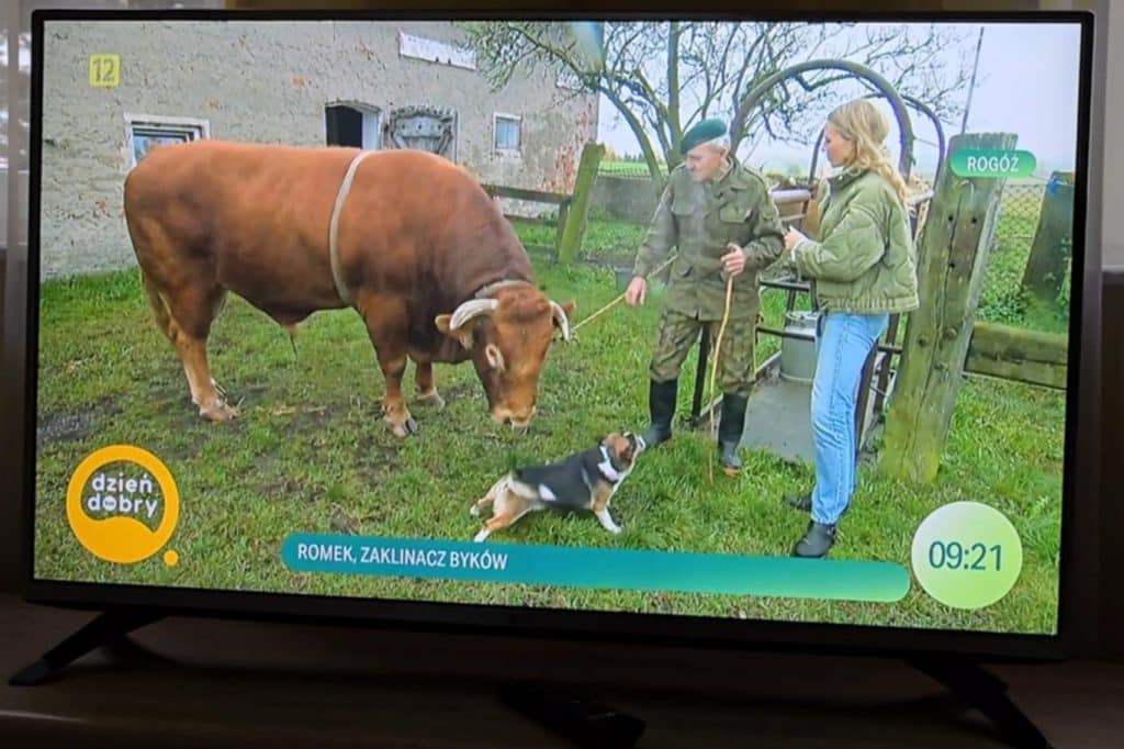 Romek Zaklinacz Byków z Warmii w programie "Dzień dobry TVN" rozrywka Lidzbark Warmiński, Wiadomości, zShowcase