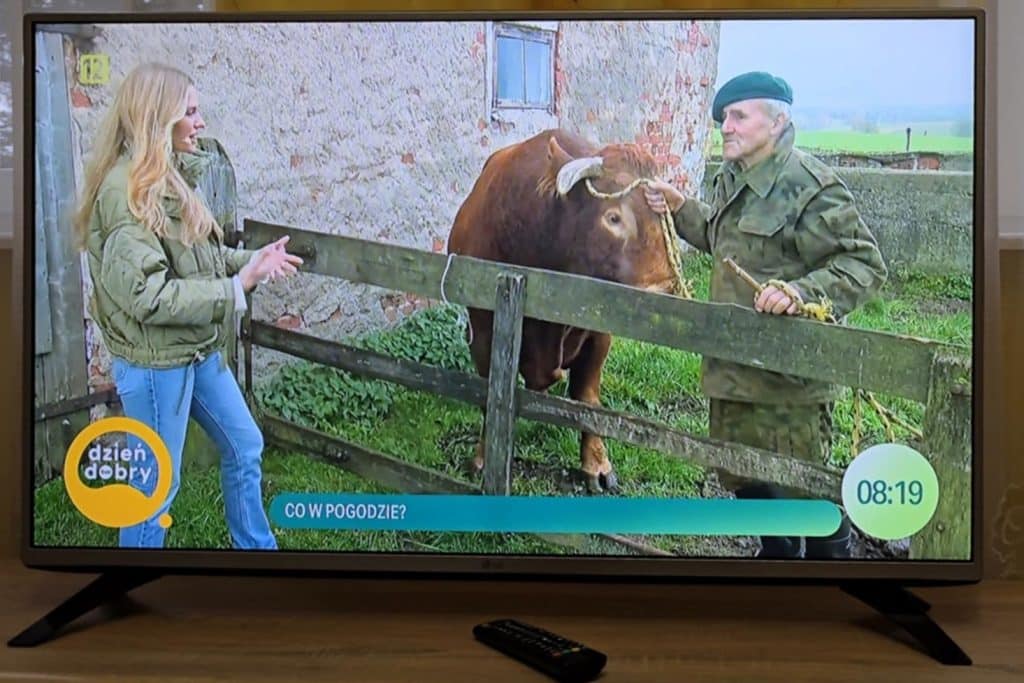 Romek Zaklinacz Byków z Warmii w programie "Dzień dobry TVN" rozrywka Lidzbark Warmiński, Wiadomości, zShowcase