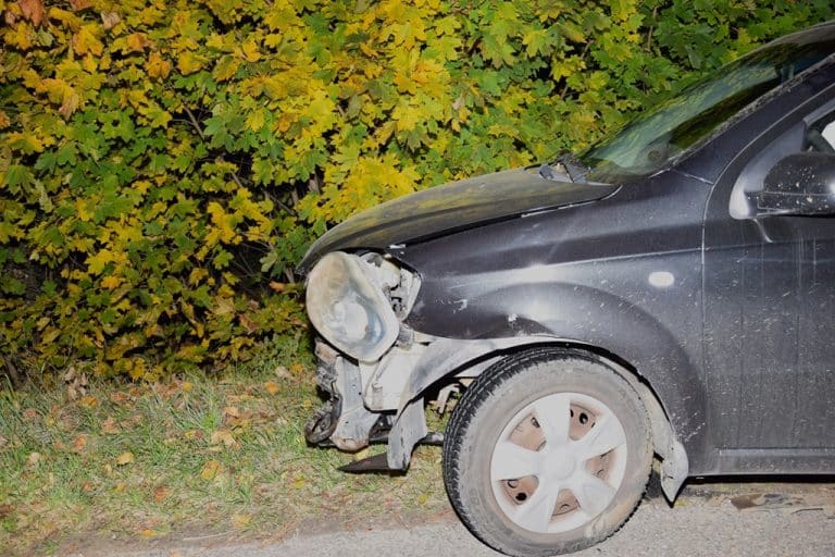 Niebezpieczne kolizje z dzikimi zwierzętami