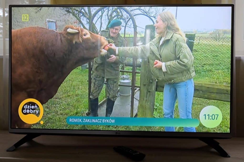 Romek Zaklinacz Byków z Warmii w programie "Dzień dobry TVN" rozrywka Lidzbark Warmiński, Wiadomości, zShowcase