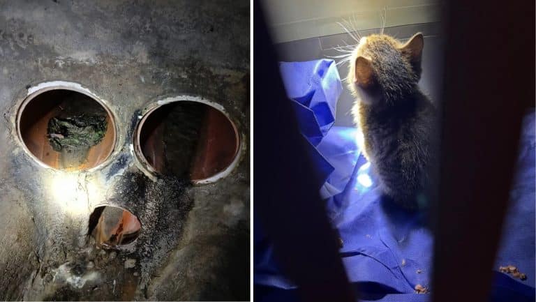 Porzucone kotki w studni burzowej walczyły o życie