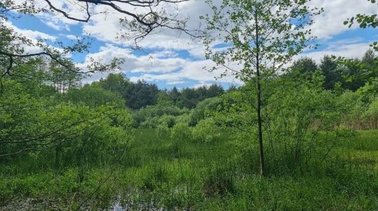 Żurawia Dolina: powstanie nowa przestrzeń ekologiczna w Olsztynie