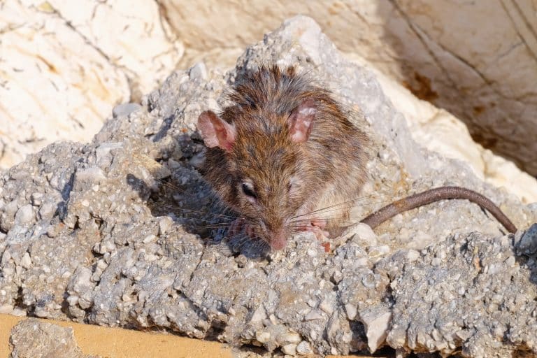 Szczury na klatkach schodowych w Olsztynie? Mieszkańcy boją się, że wejdą do mieszkań