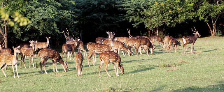 W stacji badawczej PAN w Kosewie zaniedbywano zwierzęta?