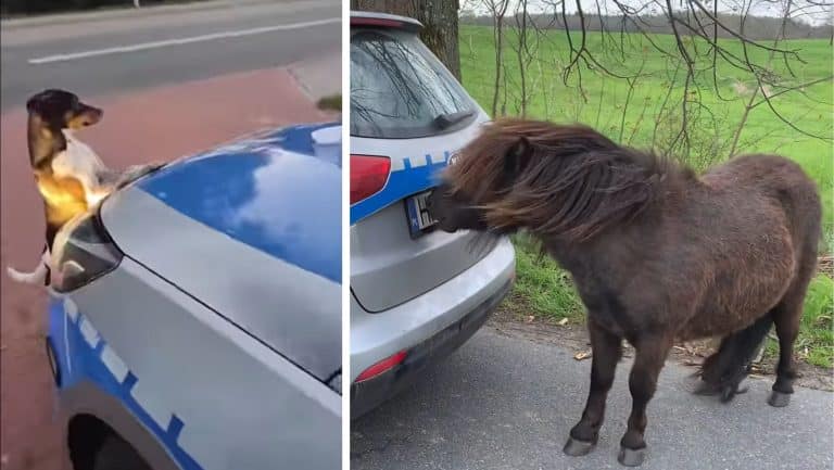 Nietypowe interwencje policji