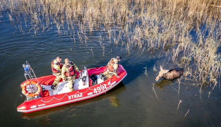 Wyczerpany łoś walczył o życie