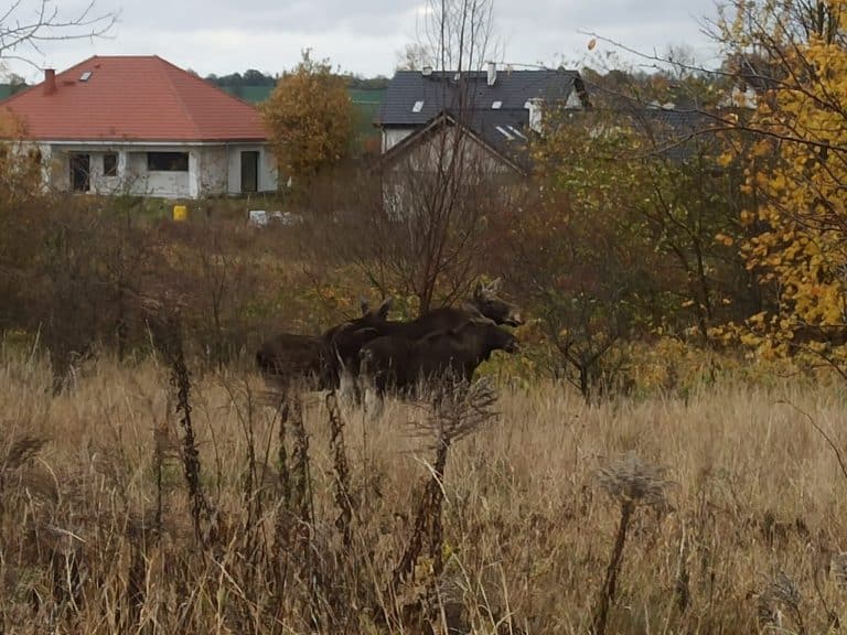 Teraz łosie można spotkać na spacerze w mieście!