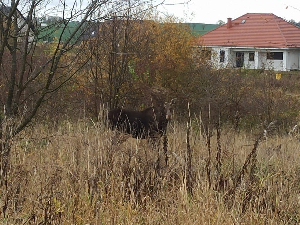 Teraz łosie można spotkać na spacerze w mieście! zwierzęta Kętrzyn, Wiadomości, zShowcase