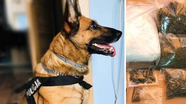 71-latek zamiast spokojnej starości &ndash; kilogramy nielegalnych substancji w domu