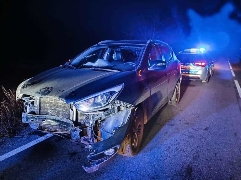 Jeleń wybiegł na drogę, kierowca bez szans na reakcję