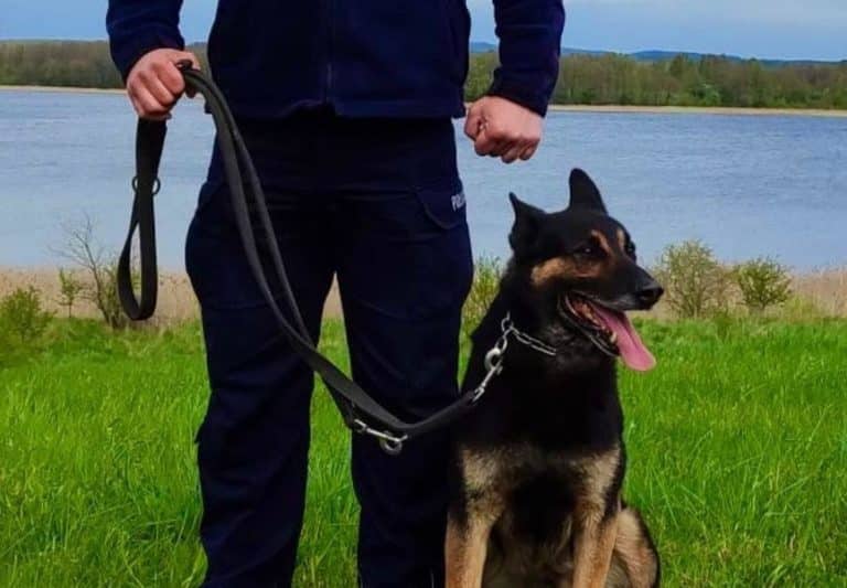 Policyjny pies Jupi odnajduje zaginionego 29-latka