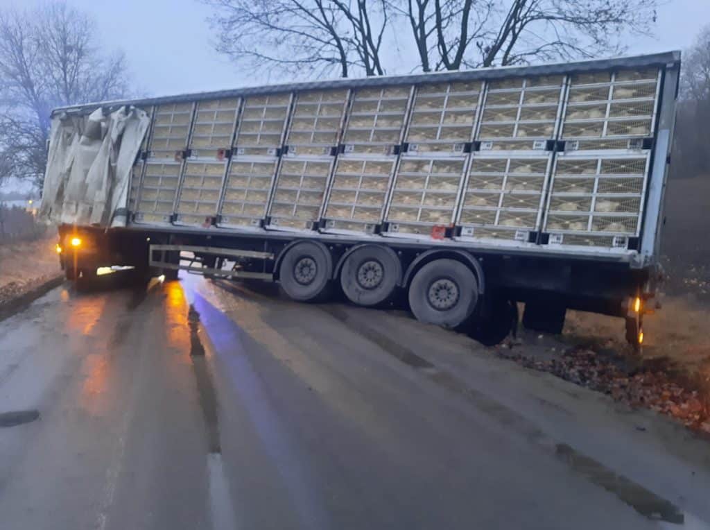 Ciężarówka ze zwierzętami wypadła z drogi ruch drogowy Ostróda, Wiadomości, zShowcase