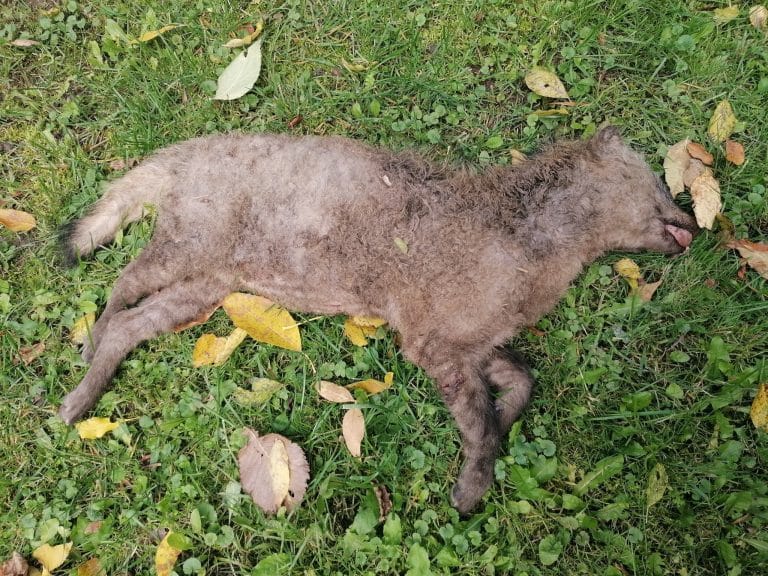 To nie wilk i nie pies – nowy drapieżnik znaleziony na Mazurach