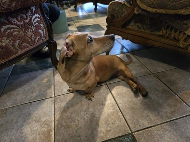 Olsztyńscy inżynierowie pomagają Rudiemu w nietypowy spos&oacute;b