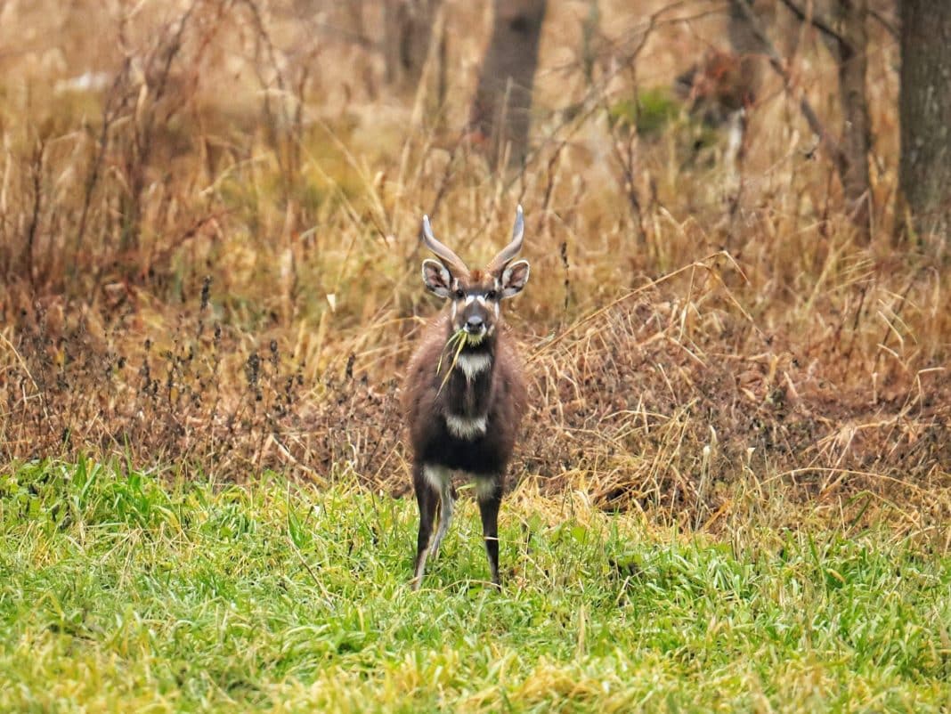 sitatunga sawannowa