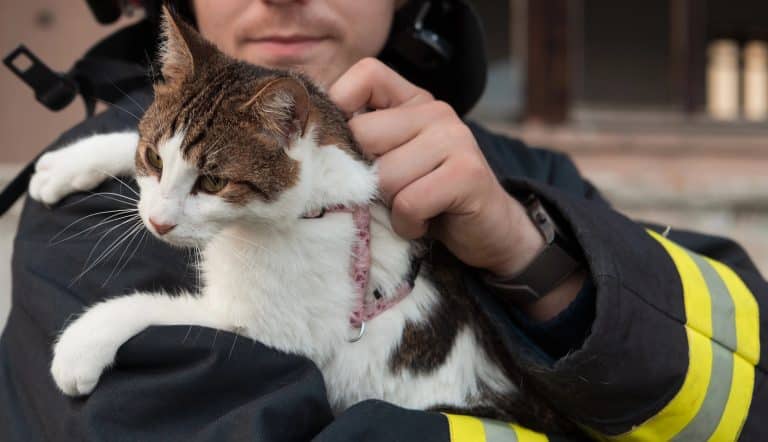 Strażak złapał kota.