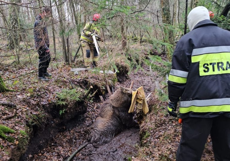 Torfowisko prawie pochłonęło łosia. Niezwykła akcja strażaków