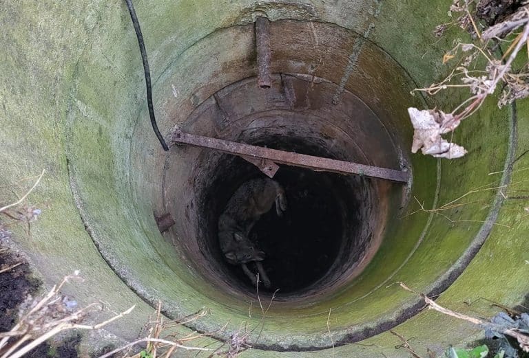 wilk wpadł do studni