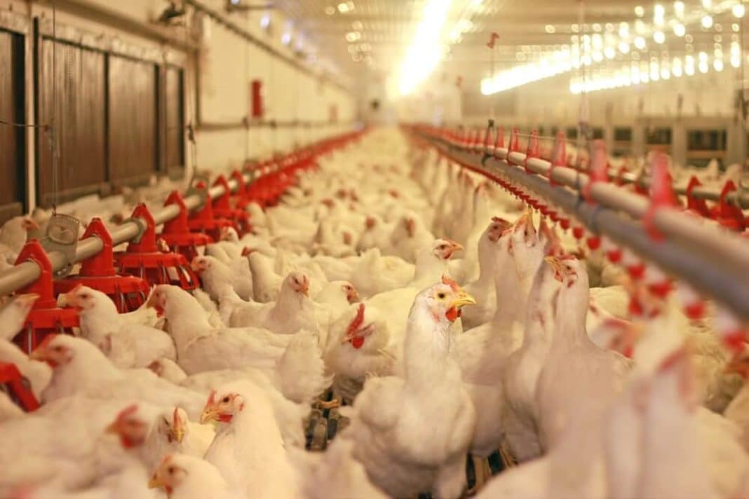 zakwaszacze paszy dla drobiu