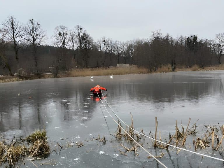 przymarznięte łabędzie