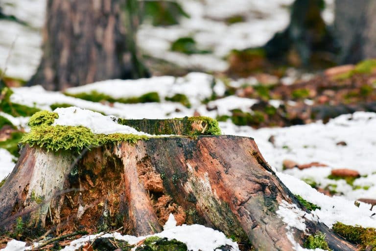 Prognoza pogody na 23 lutego 2025 roku: Olsztyn i region