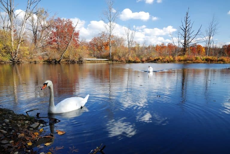 łabędzie wpadły w pułapkę