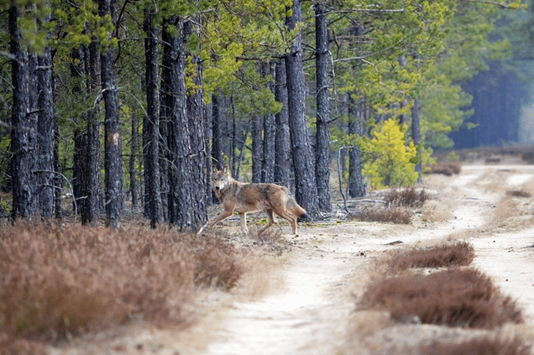 biegnący wilk w lesie