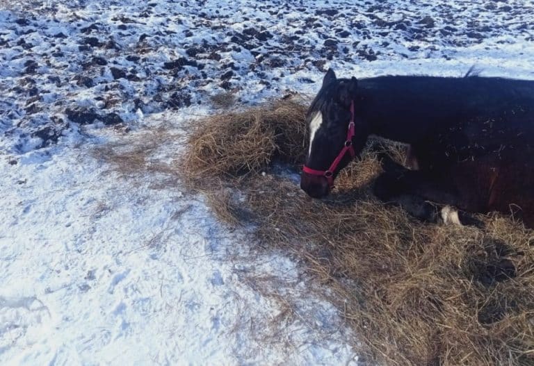 koń leżący na sianie w śniegu