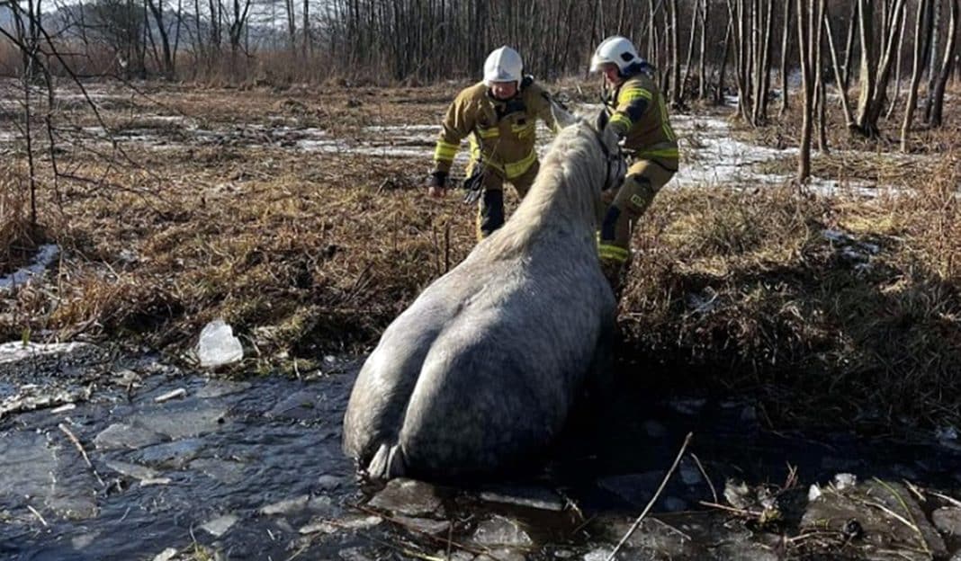 wyciąganie konia