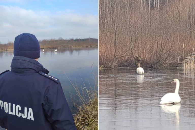 łabędzie zamarzły