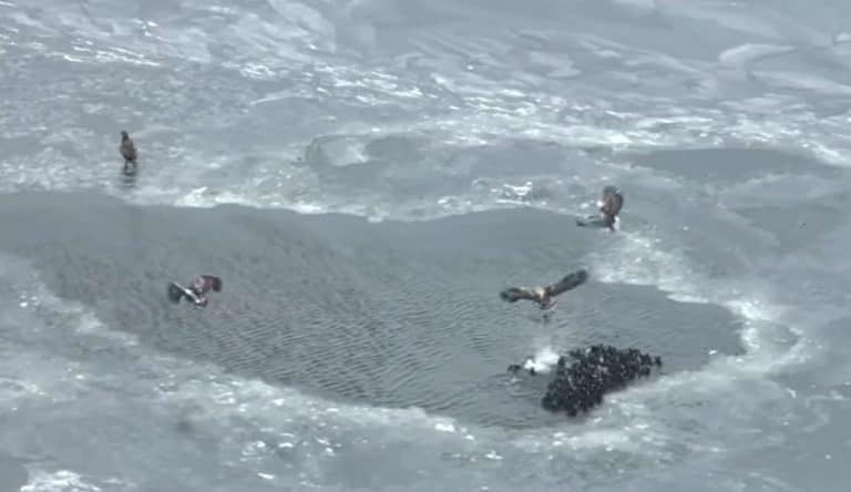 bieliki polują na łyski