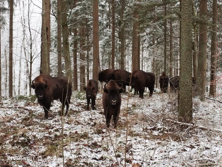 stado żubrów