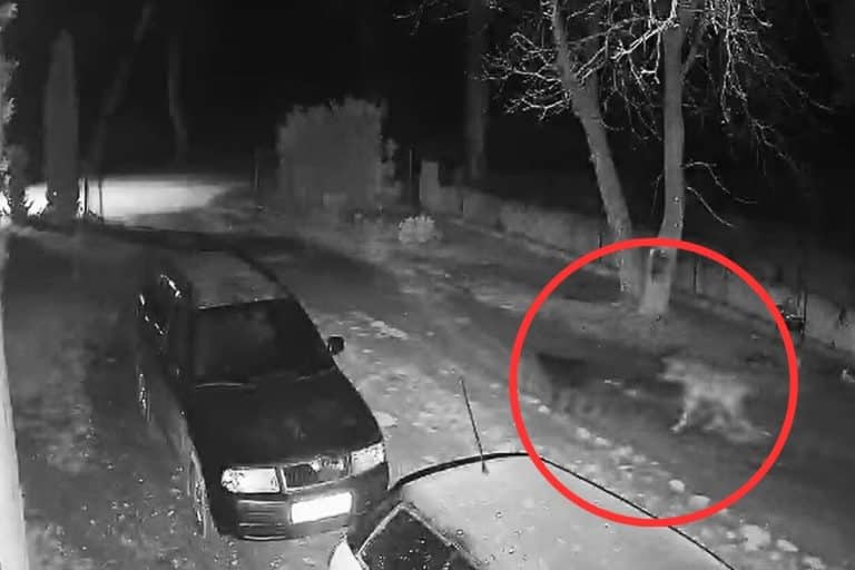 wilk wszedł na posesję