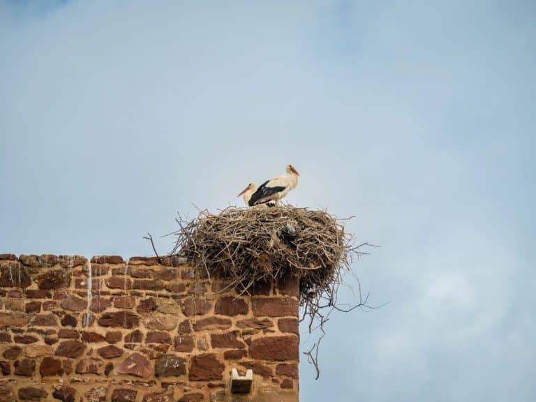 bocian w gnieździe
