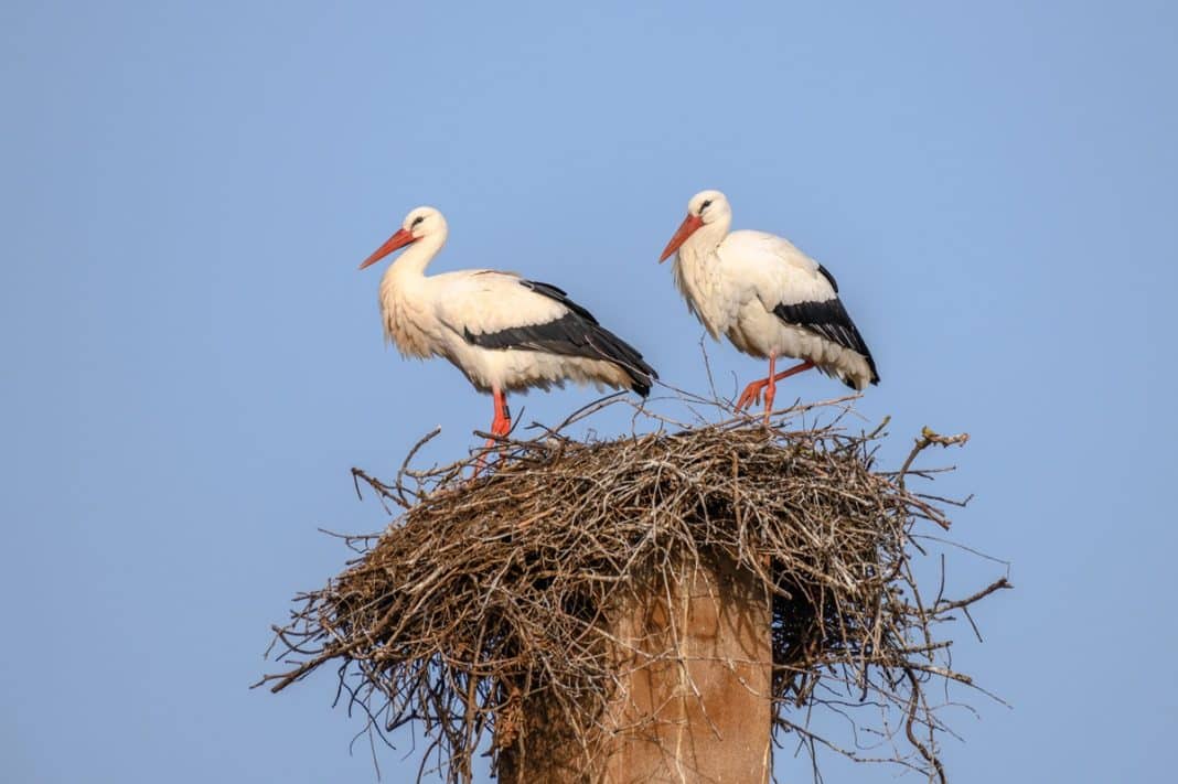 bociany w gnieździe