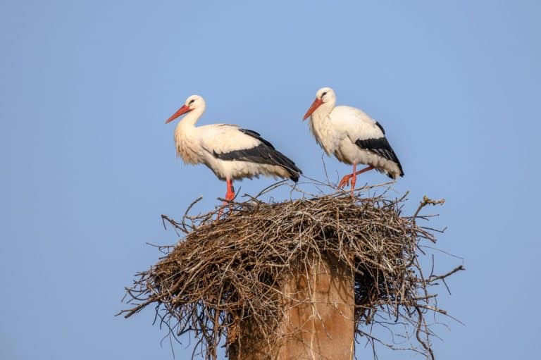 bociany w gnieździe