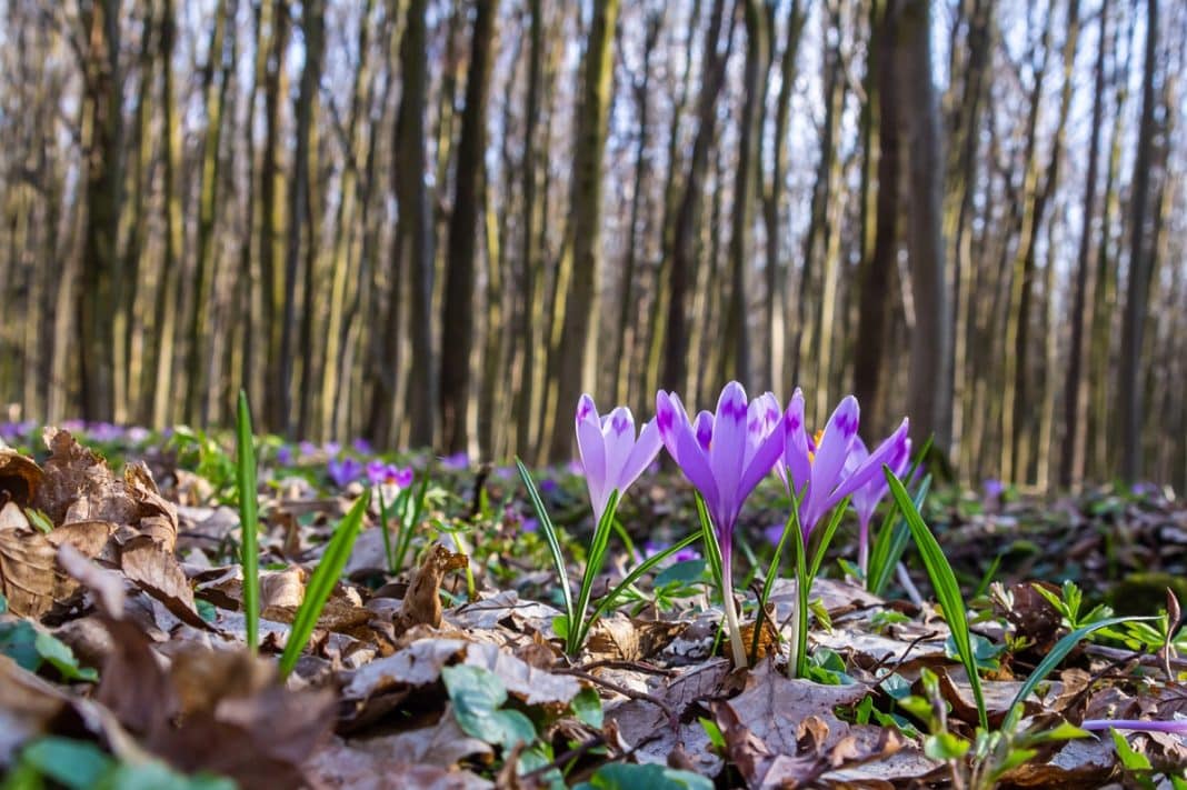 pierwsze krokusy