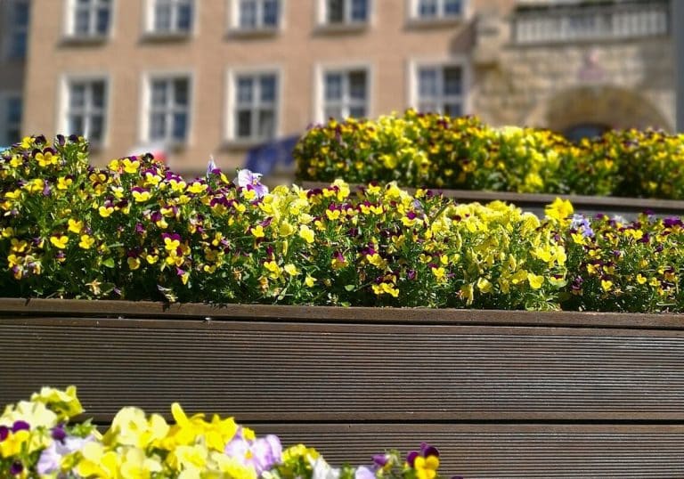 bratki przed ratuszem