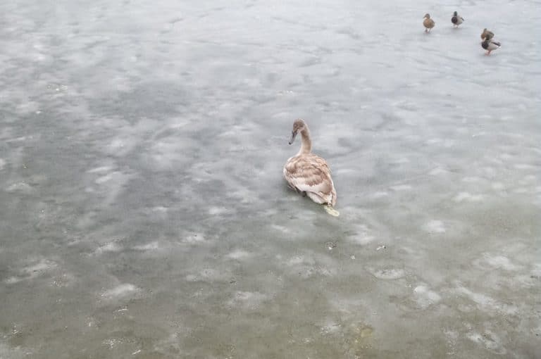 łabędź na lodzie