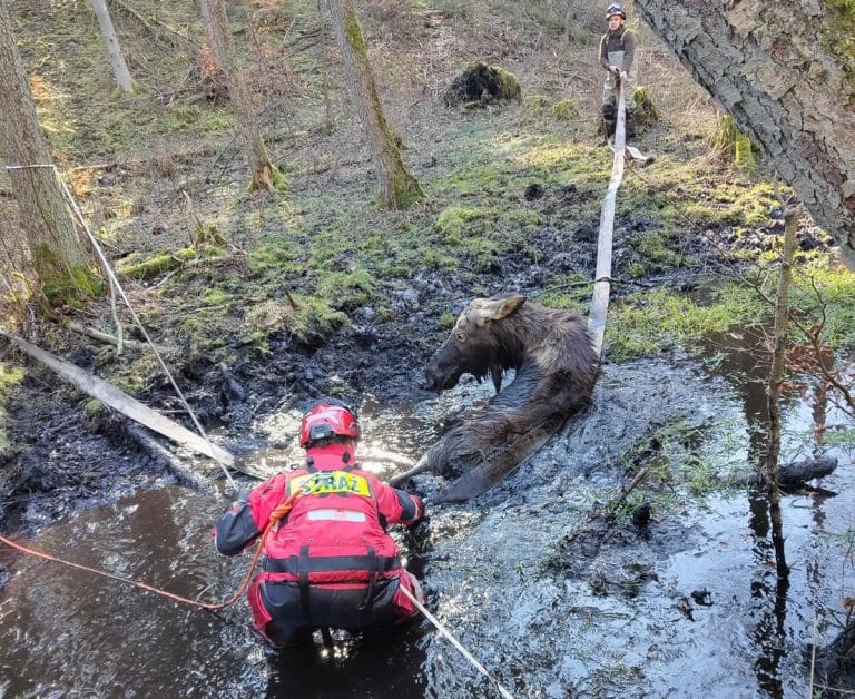 strażacy wyciągają łosia z bagna