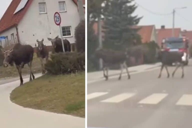 łosie przechadzają się po mieście