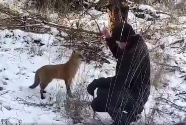 lis podszedł do człowieka
