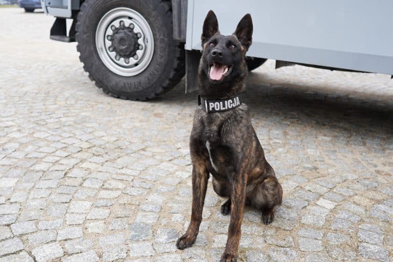 pies policyjny