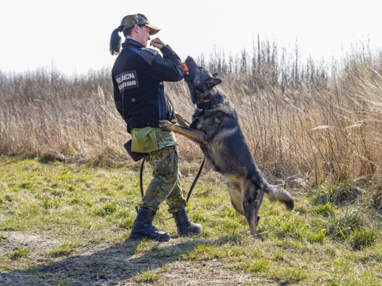strażniczka i jej towarzysz