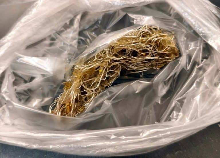 zagrożenie dla psów i kotów