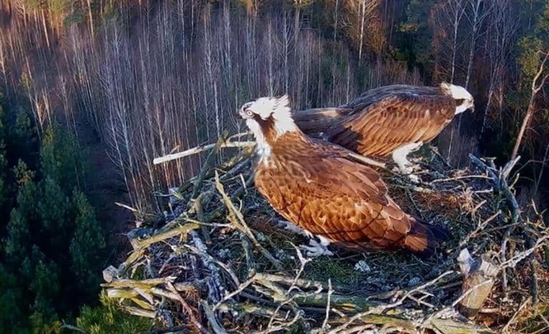 rybołowy w gnieździe