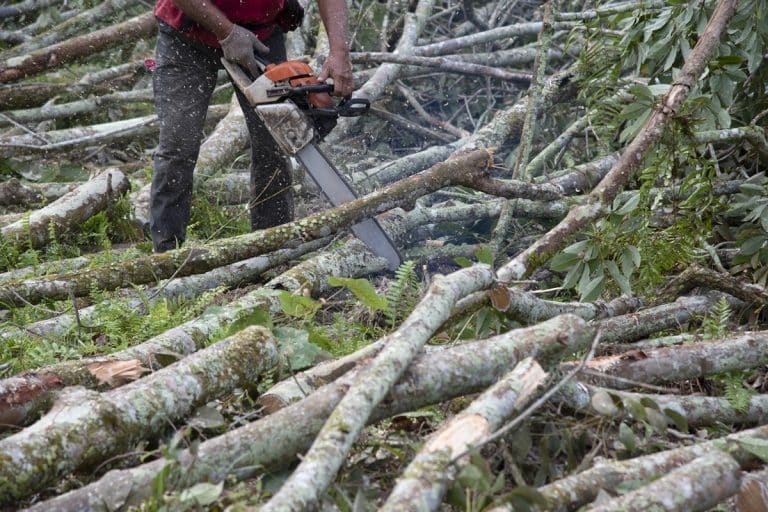 wycinka młodych drzew