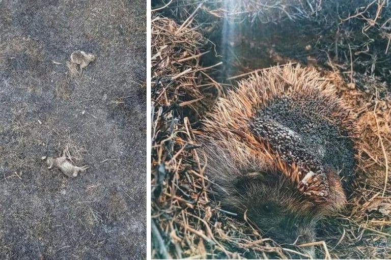 martwe zwierzęta po wypalaniu traw